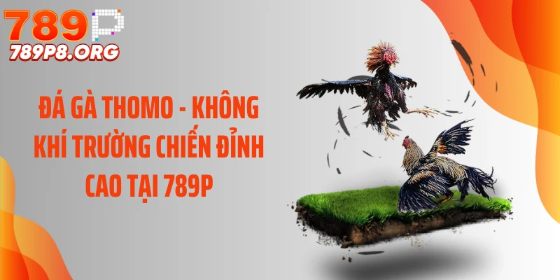 Đá Gà Thomo - Không Khí Trường Chiến Đỉnh Cao Tại 789P