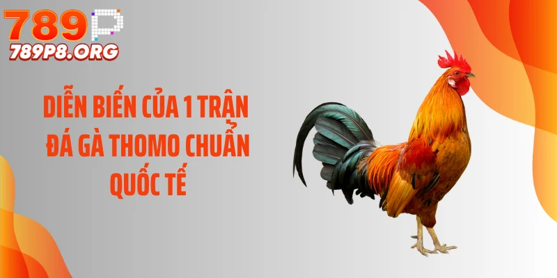 Diễn biến của 1 trận đá gà Thomo chuẩn quốc tế