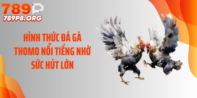 Hình thức đá gà Thomo nổi tiếng nhờ sức hút lớn