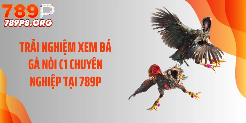 Trải nghiệm xem đá gà nòi C1 chuyên nghiệp tại 789P