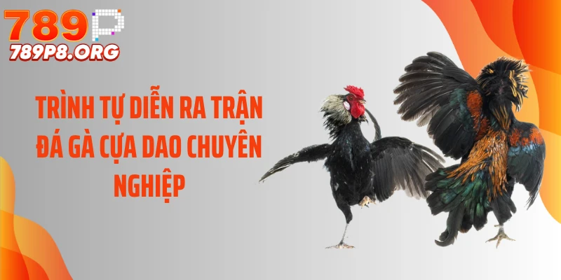 Trình tự diễn ra trận đá gà cựa dao chuyên nghiệp